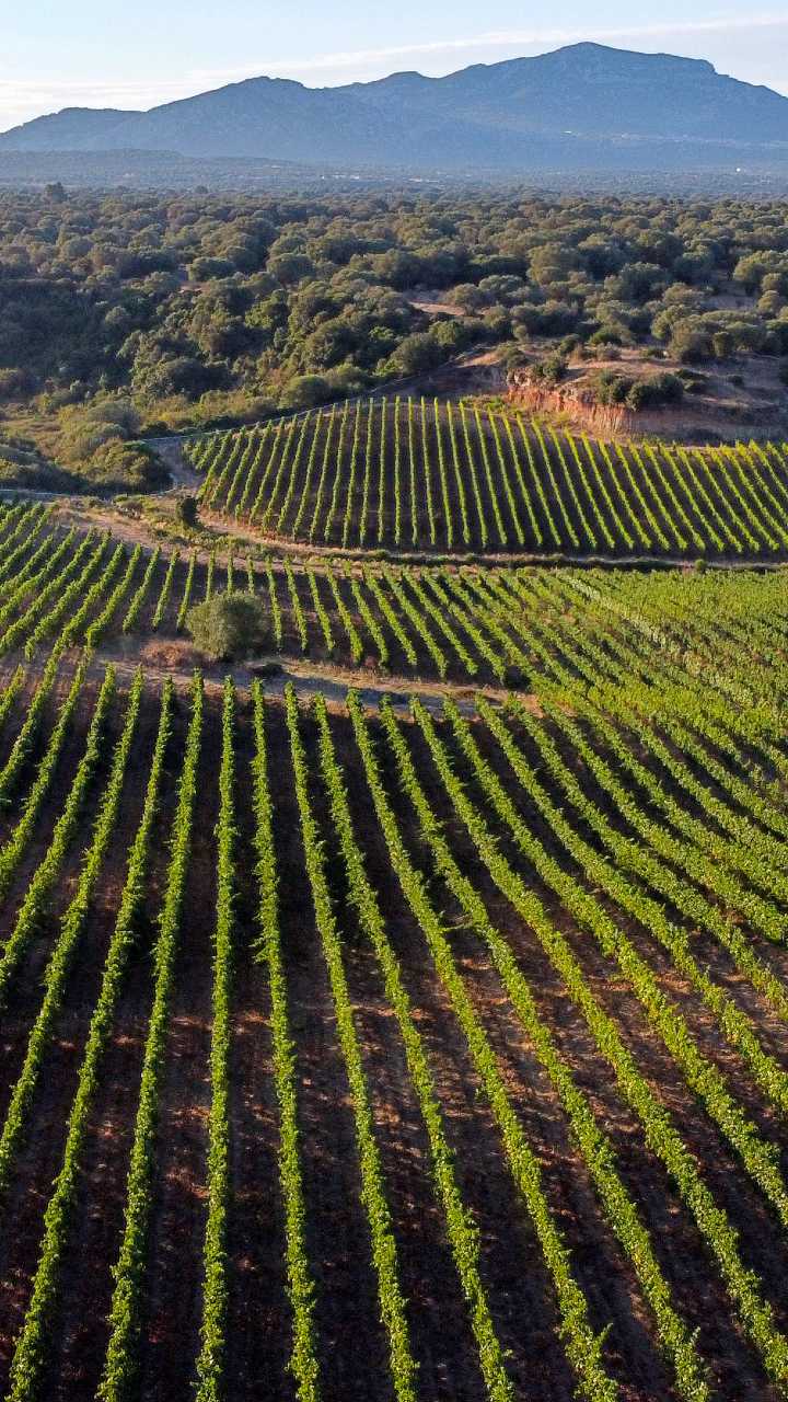 Vista sui vigneti Sa Toa - Dorgali